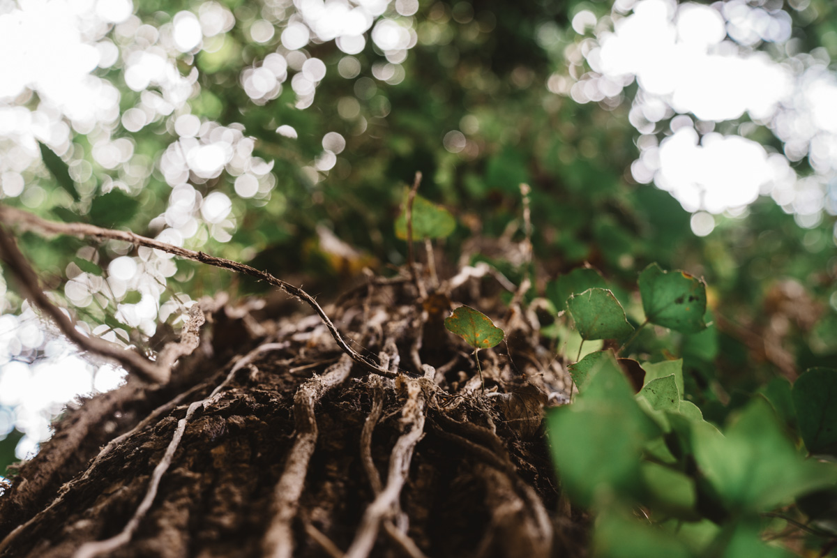 alberi-vicino-tartufo-web