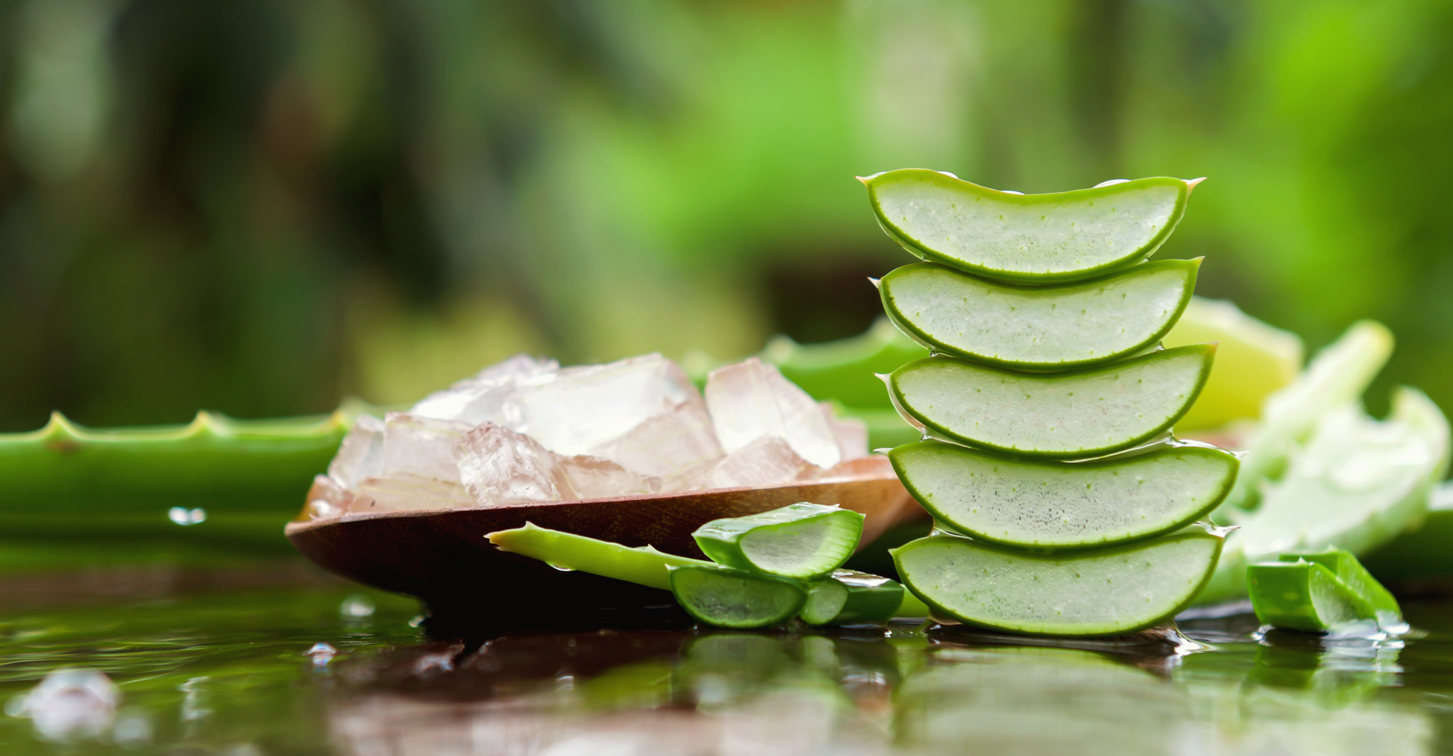 aloe vera