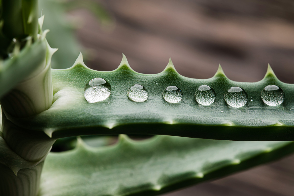aloe vera pianta