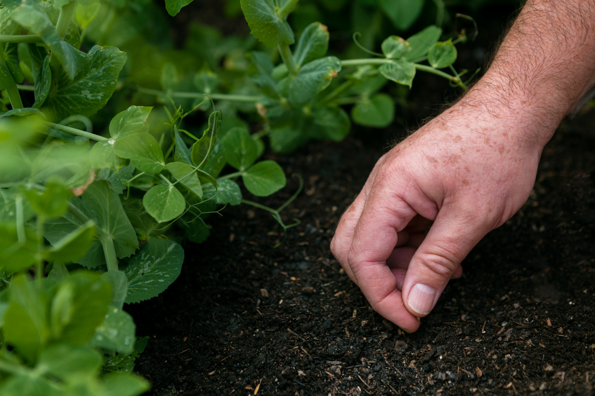 colvitare-tartufo-terreno-verifica-web