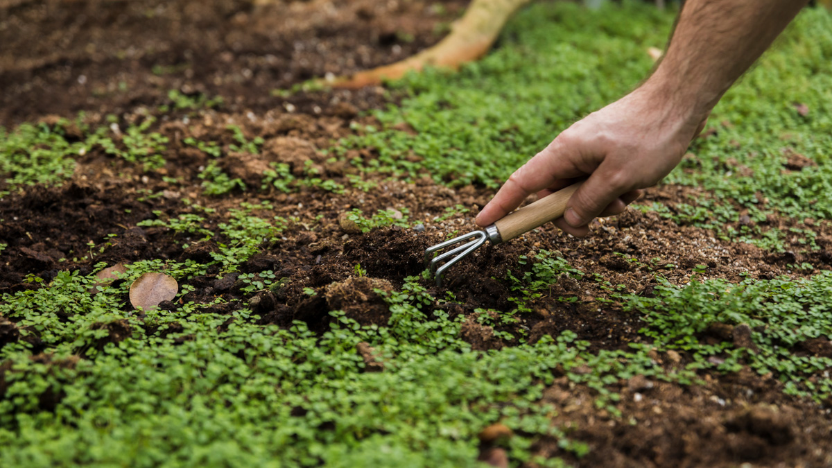 colvitare-tartufo-terreno-web