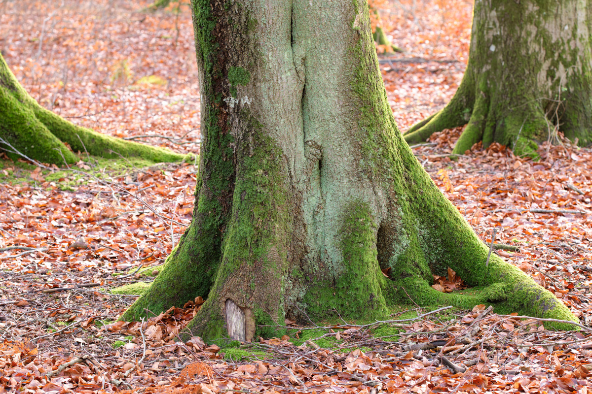 The roots of a tree trunk covered in moss outdoors in a park dur